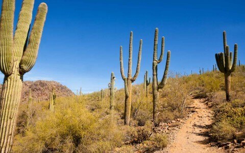 cactus trail 